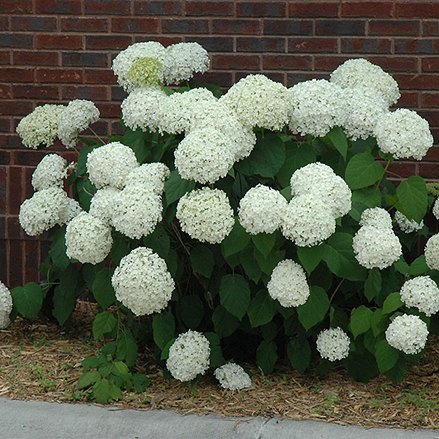 Incrediball Hydrangea