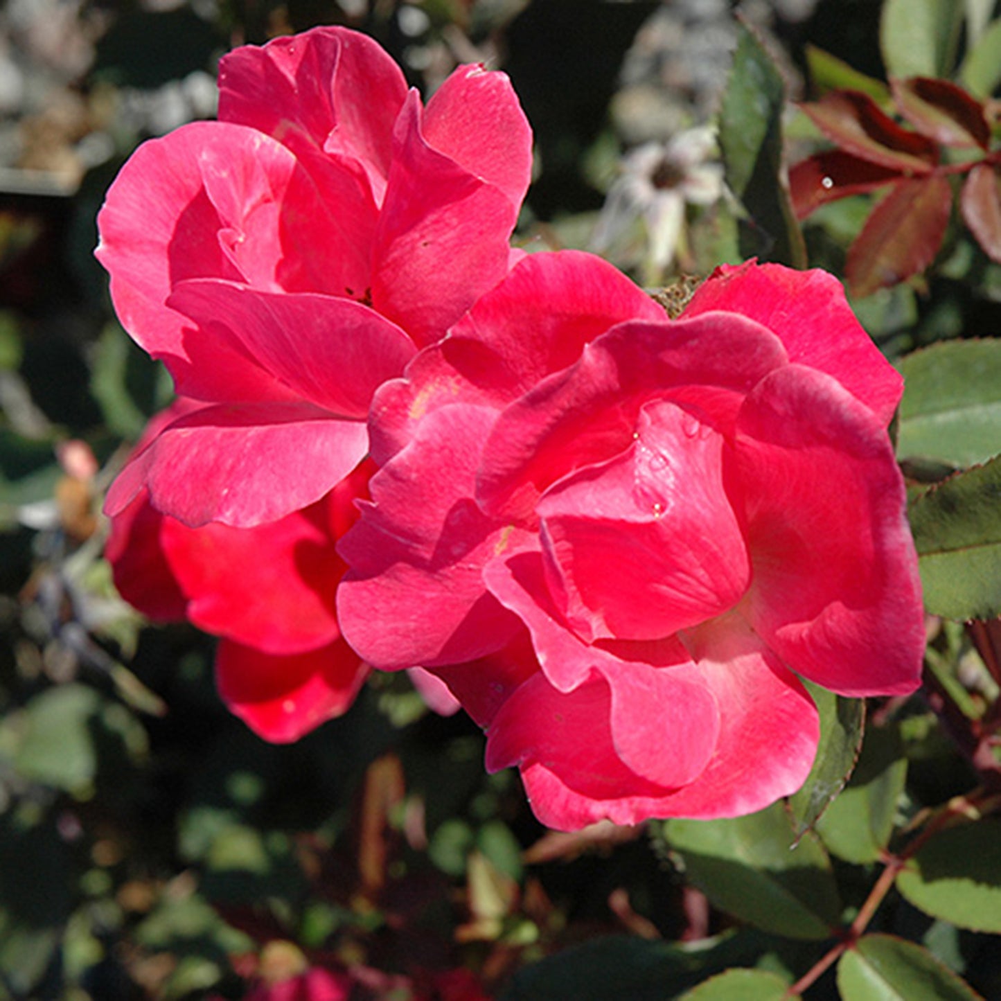 Pink Knockout Rose