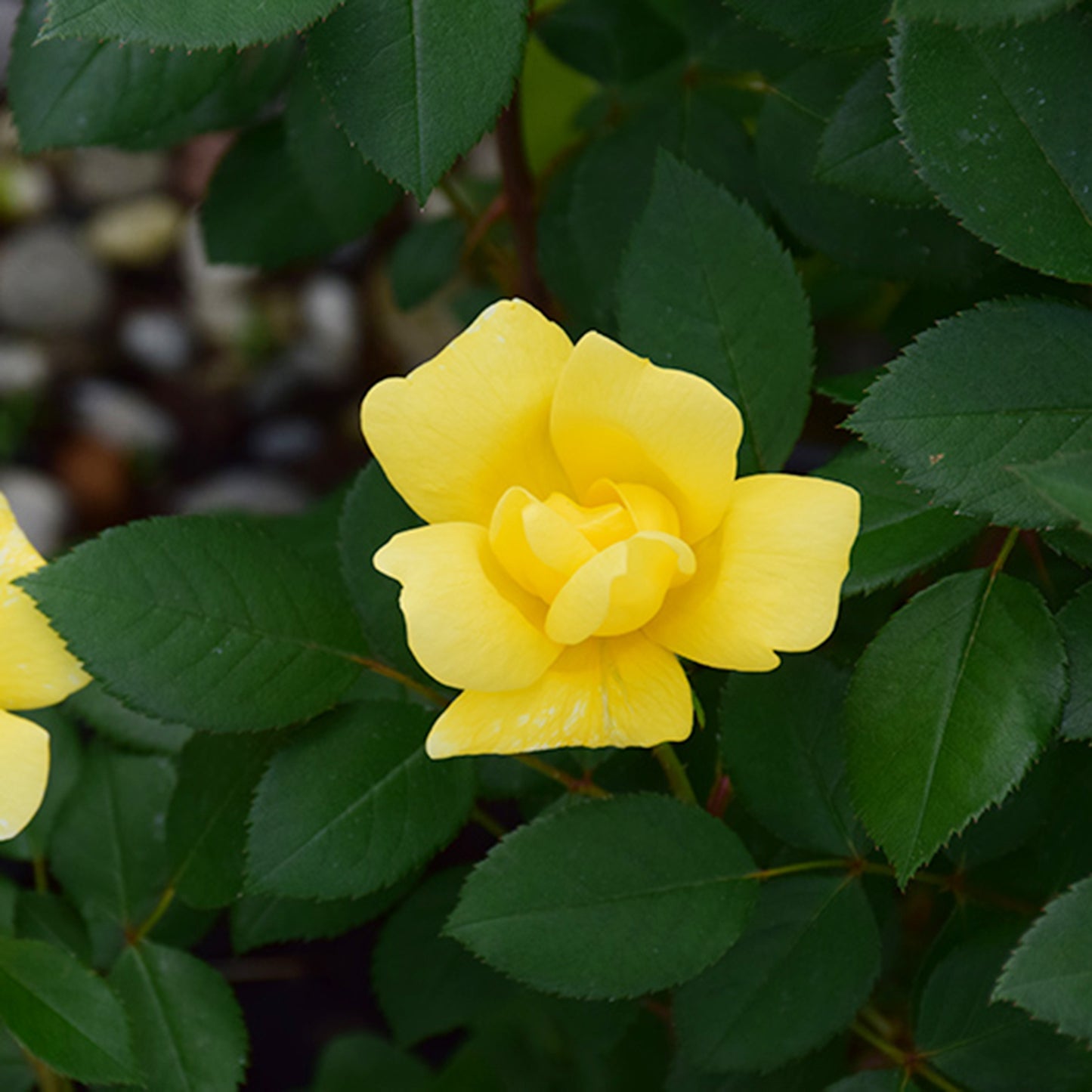 Sunny Knockout Rose