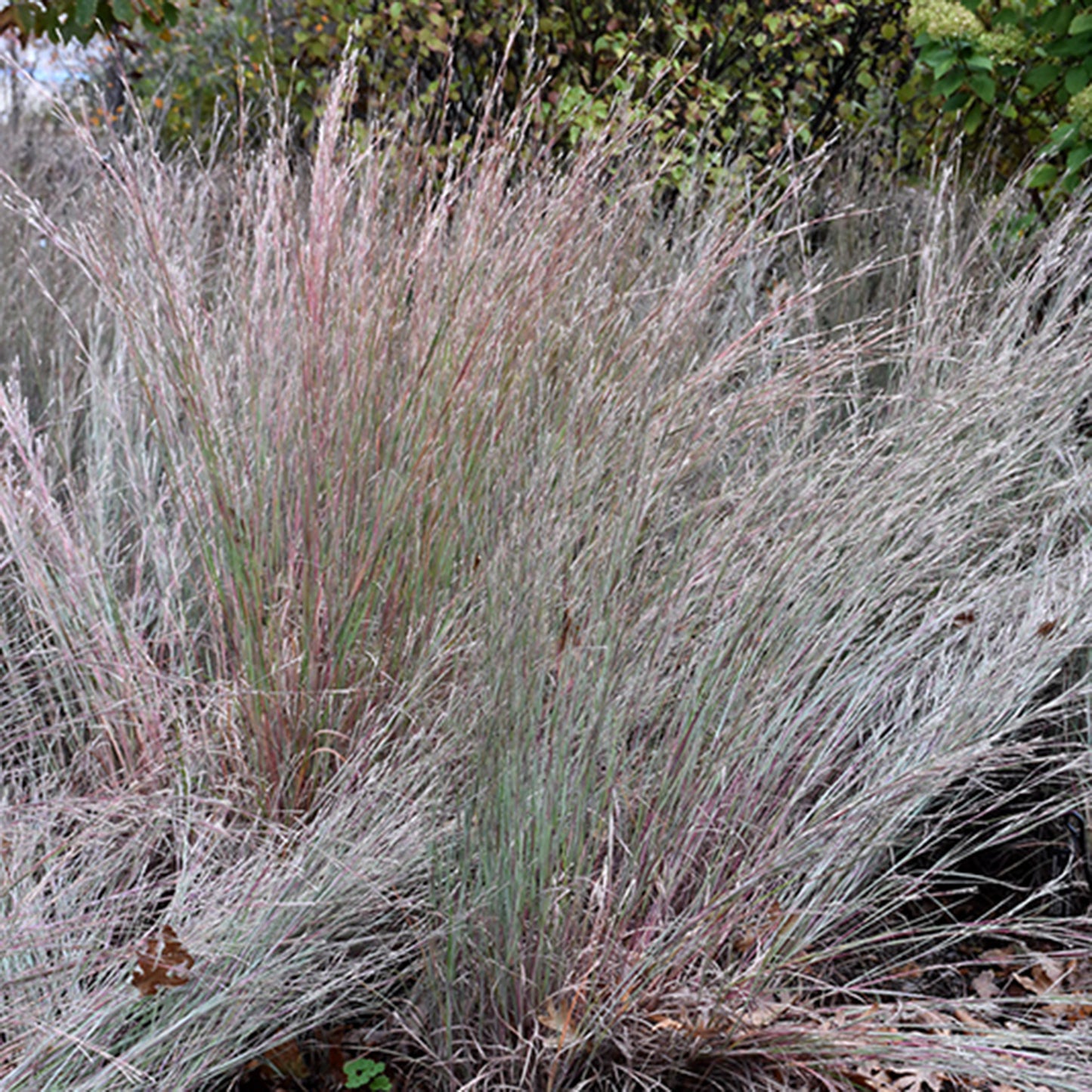 The Blues Little Bluestem