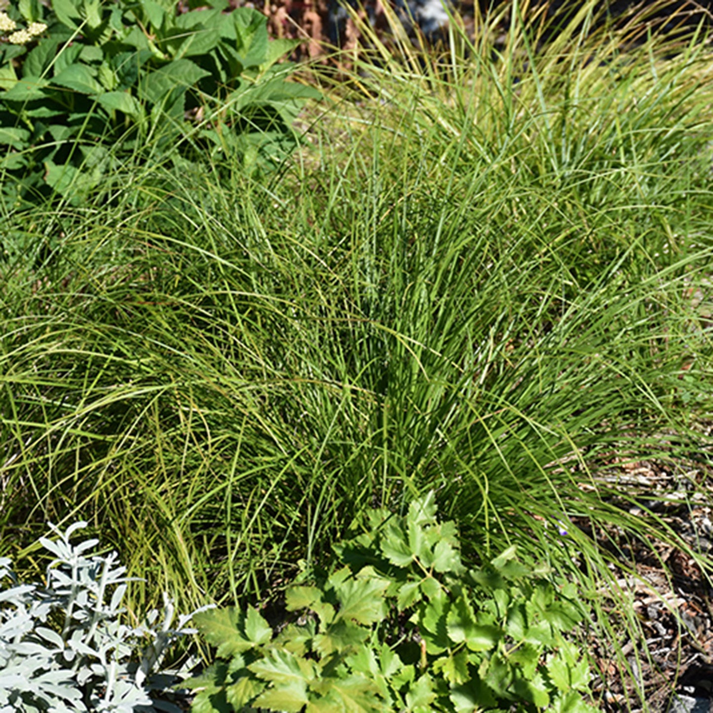 Pennsylvania Sedge