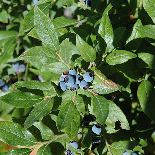 Lowbush Blueberry