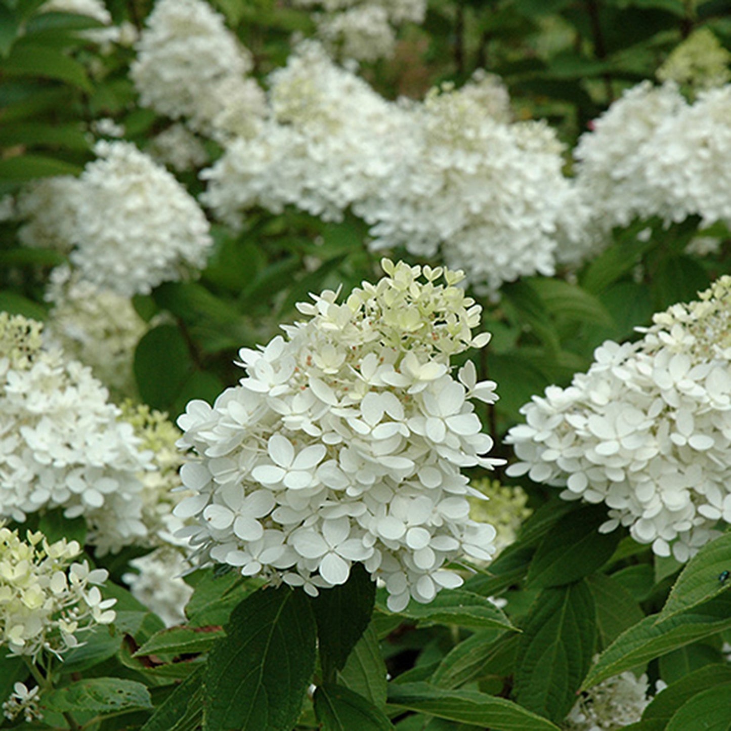 Fire And Ice Hydrangea