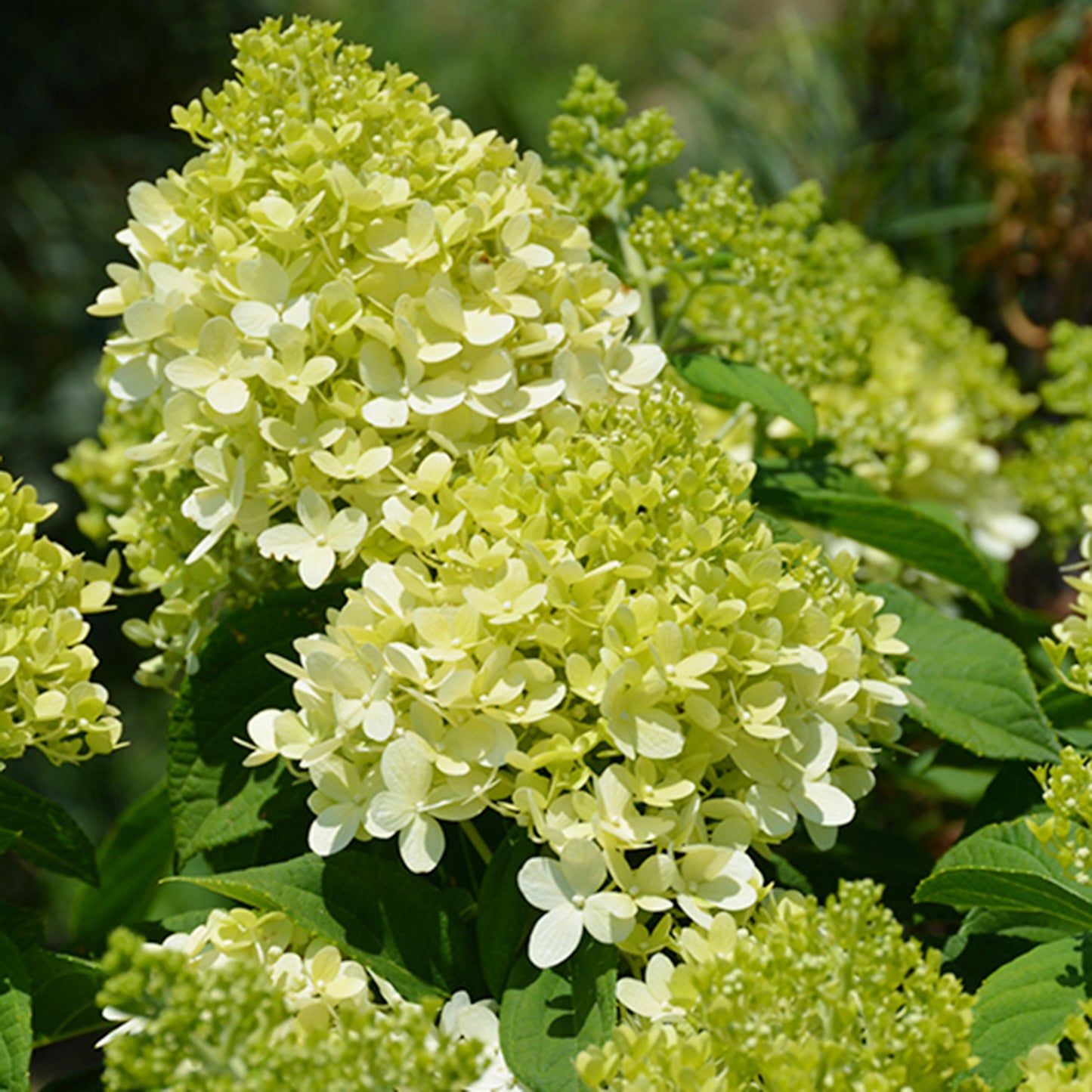 Little Lime Hydrangea