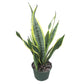 Laurentii Sansevieria