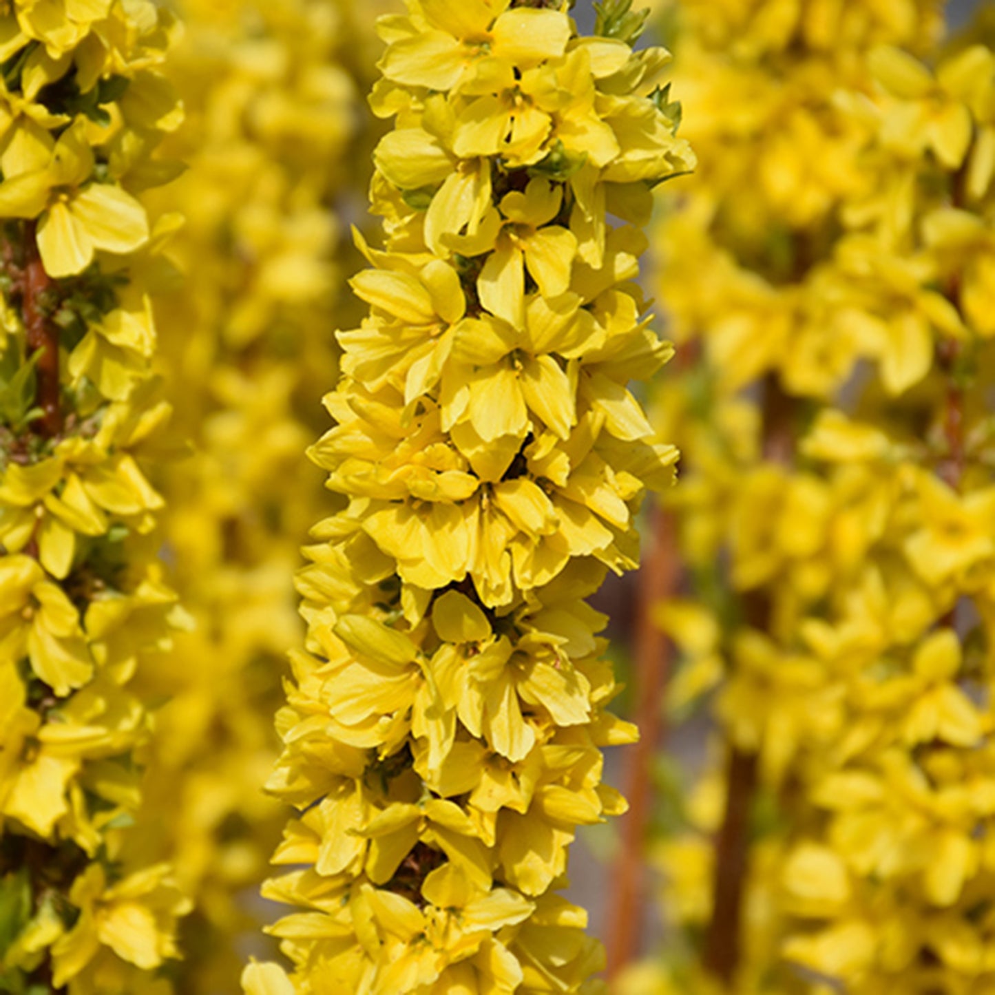 Show Off Forsythia