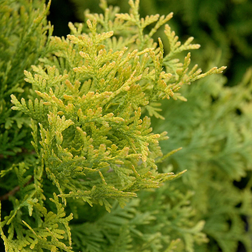 Jantar Cedar – Connon Nurseries Inc.