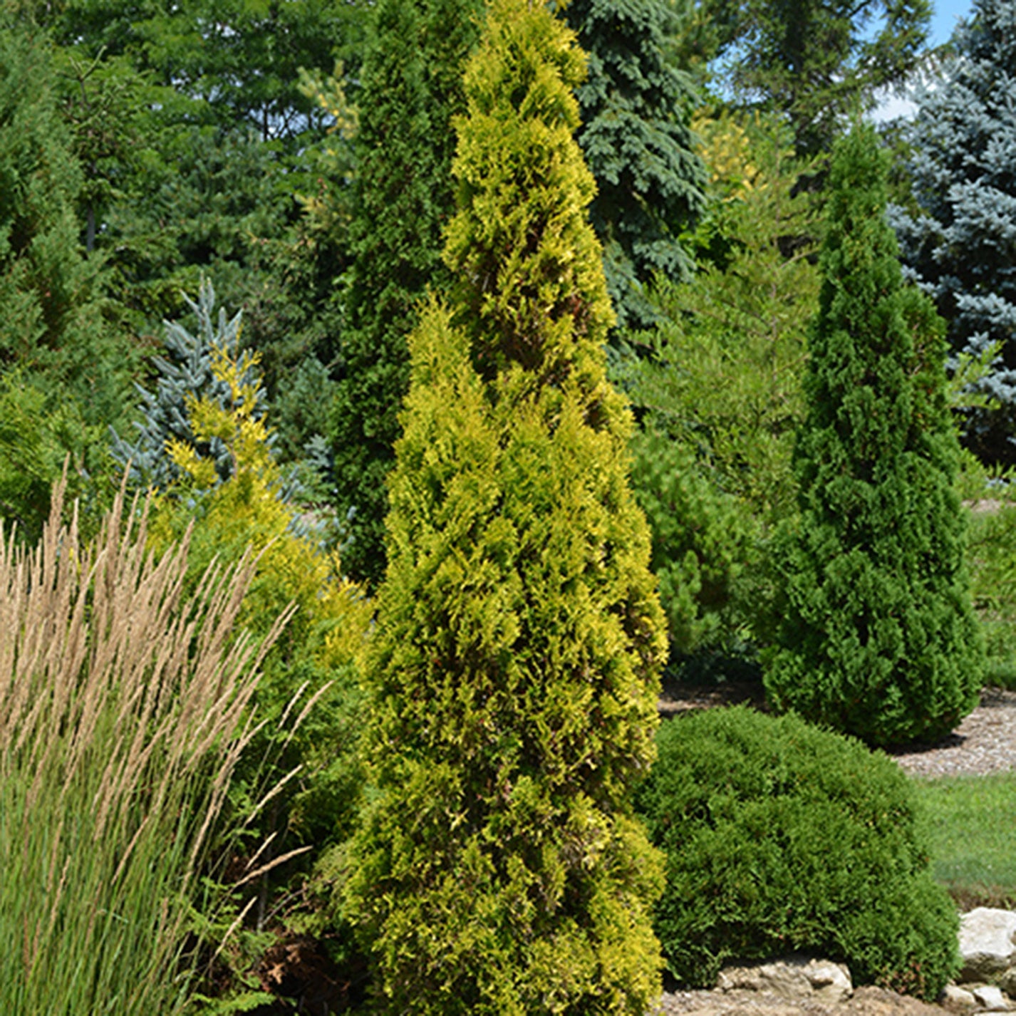 Jantar Cedar – Connon Nurseries Inc.