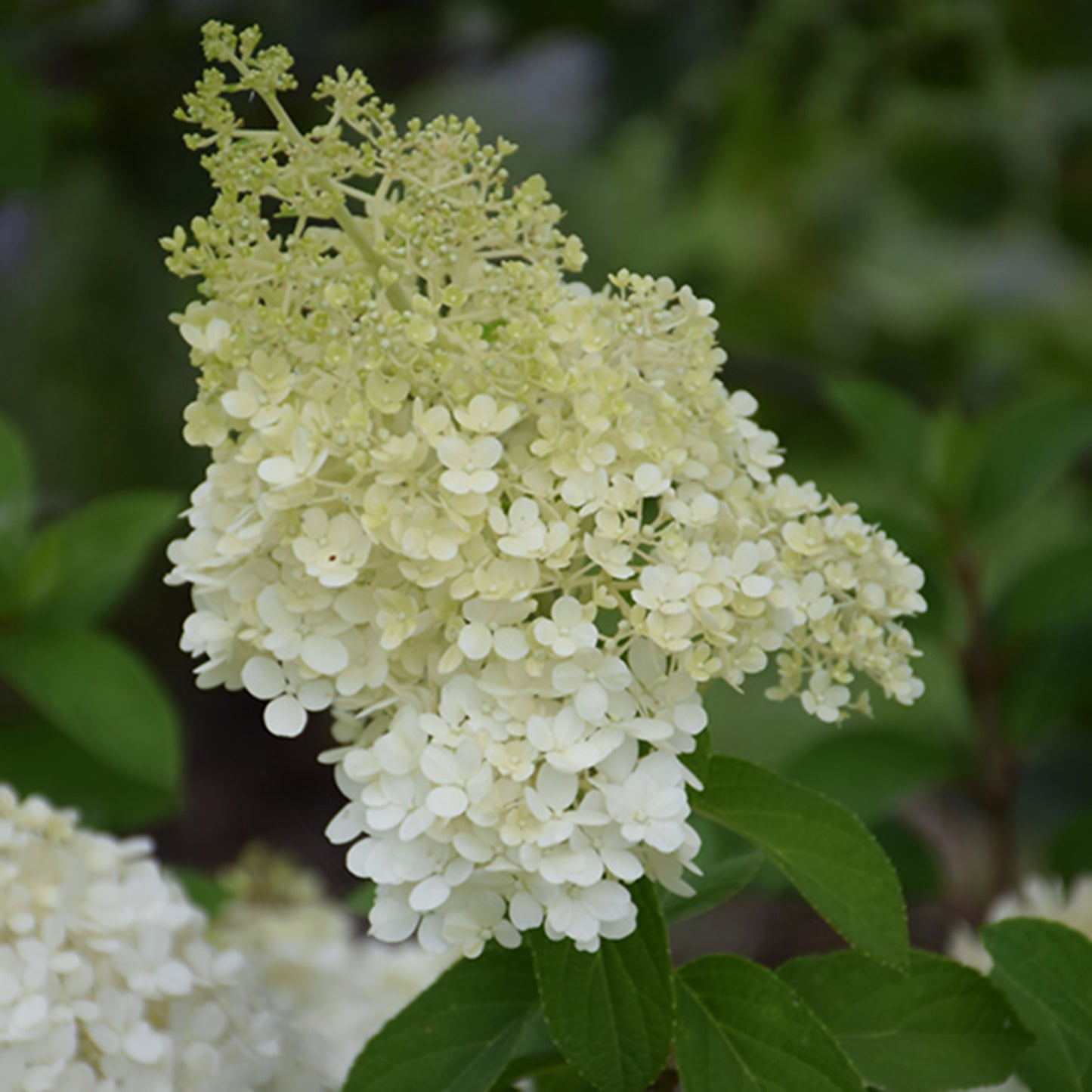 Bobo Hydrangea