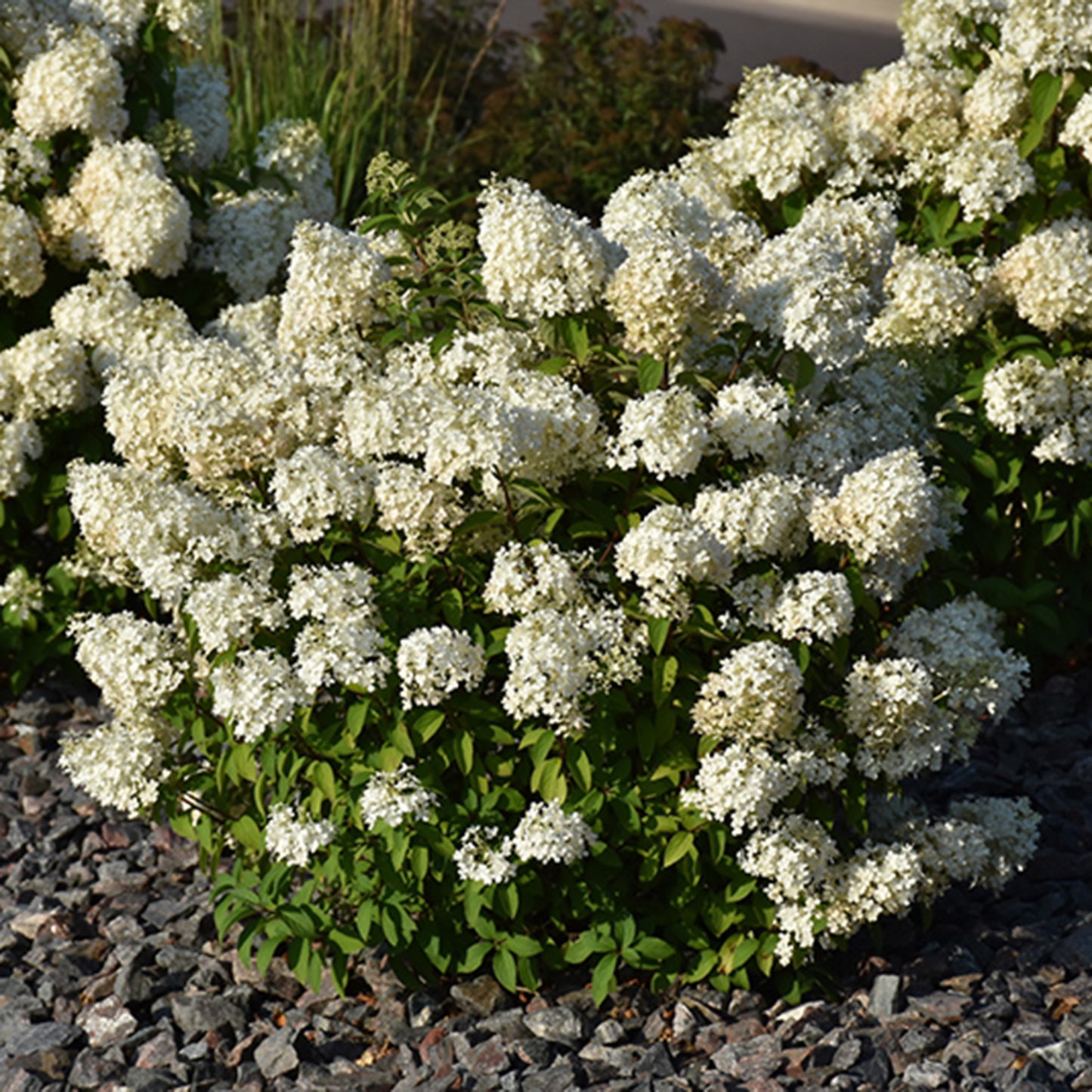 Bobo Hydrangea