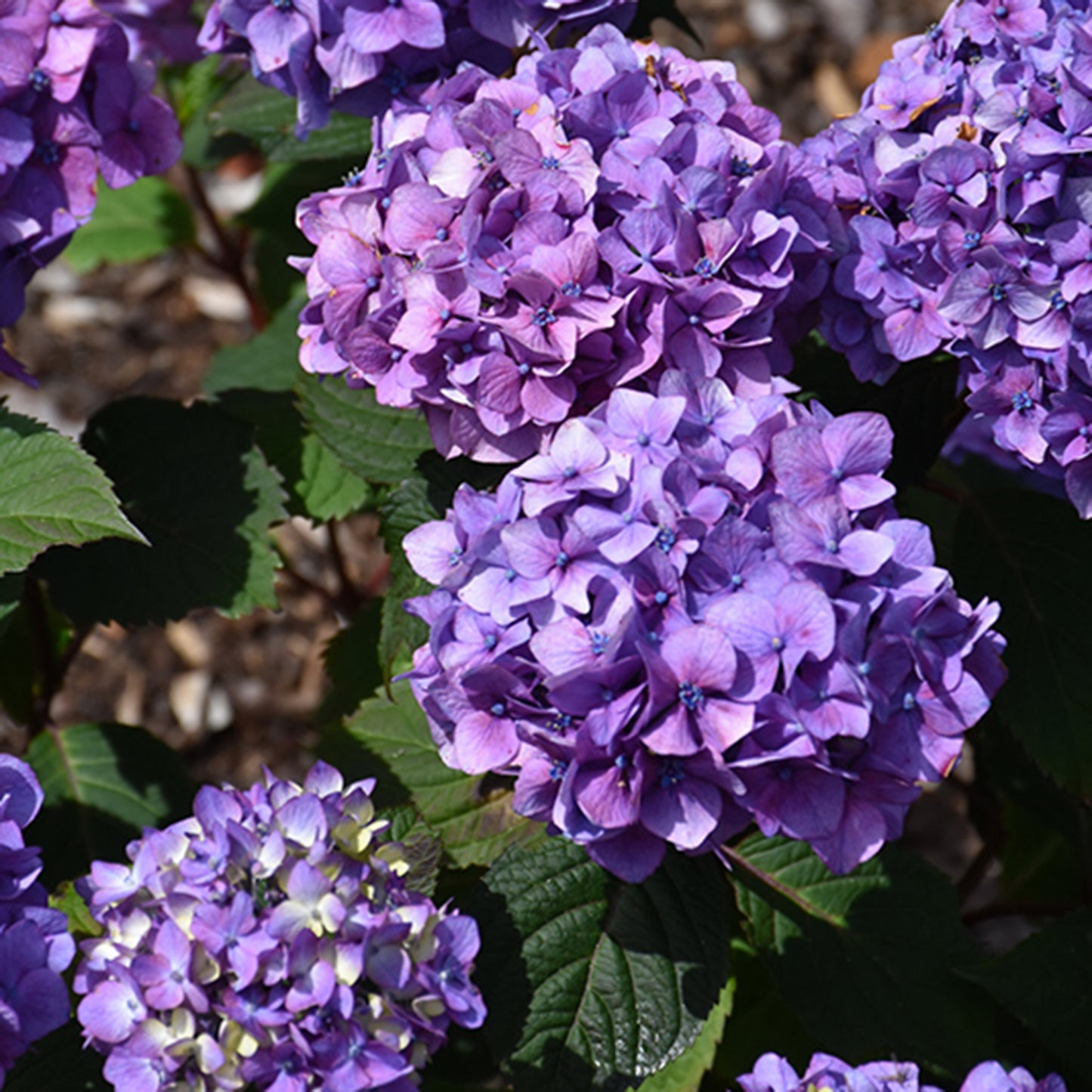 Bloomstruck Hydrangea