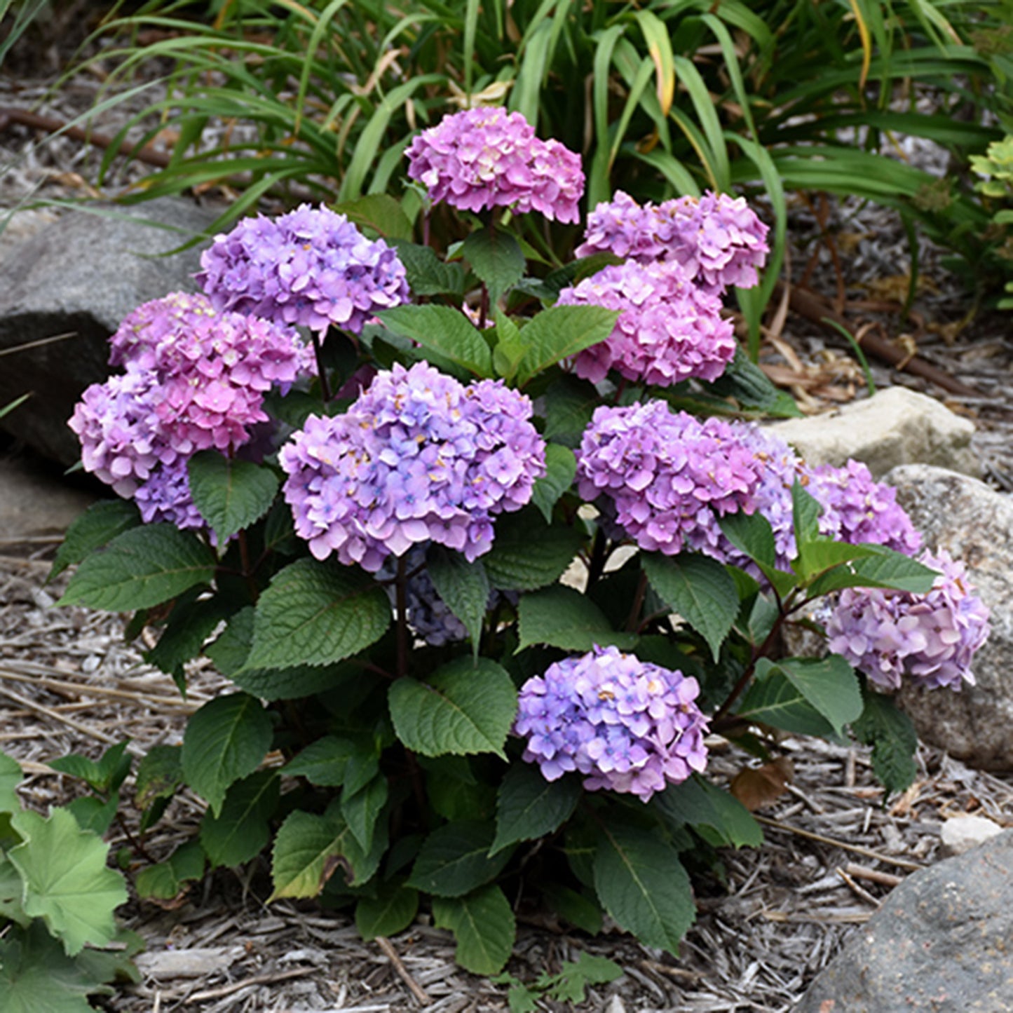 Bloomstruck Hydrangea