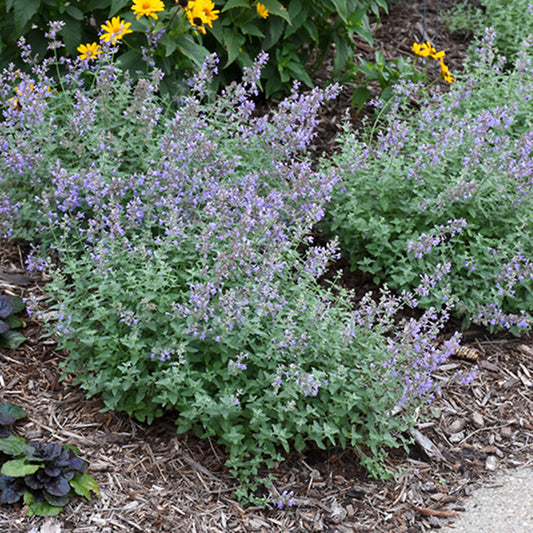 Purrsian Blue Catmint