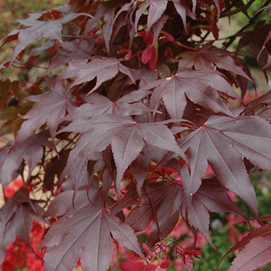 Bloodgood Japanese Maple