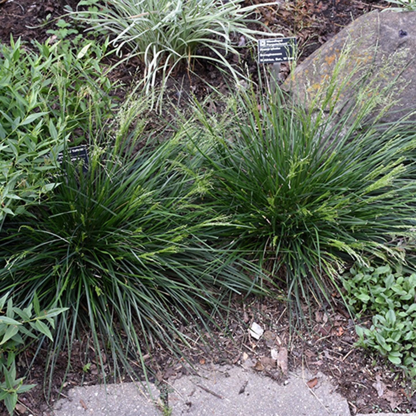 Golden Dew Tufted Hair Grass