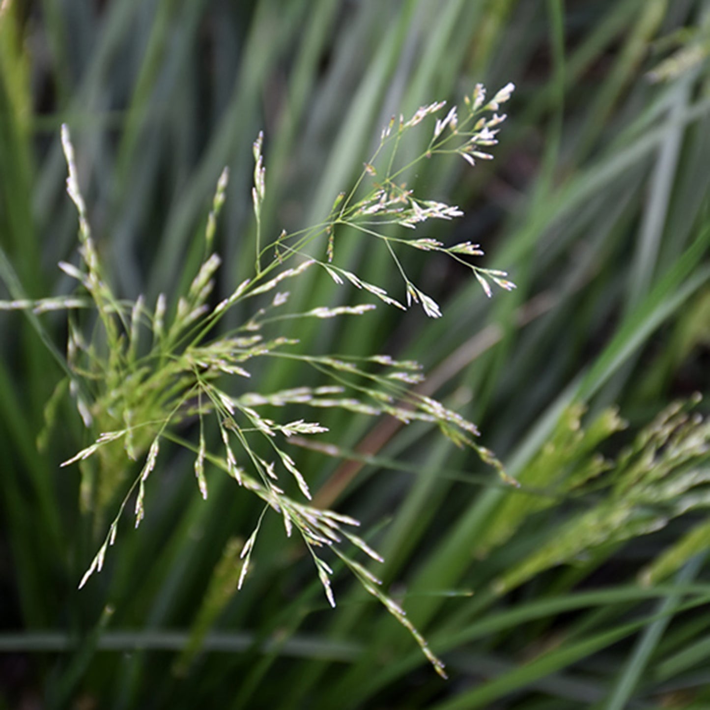 Golden Dew Tufted Hair Grass