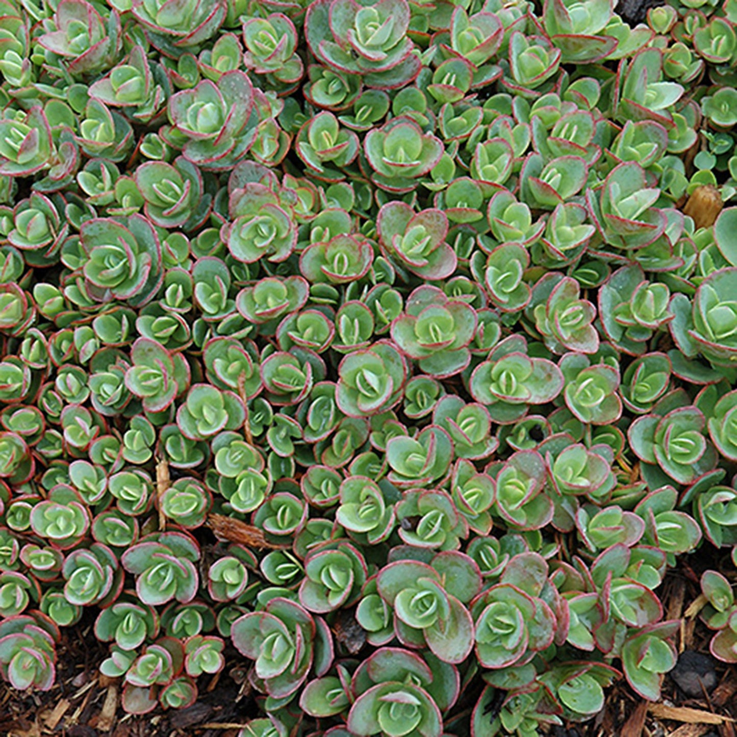 Lime Zinger Sedum