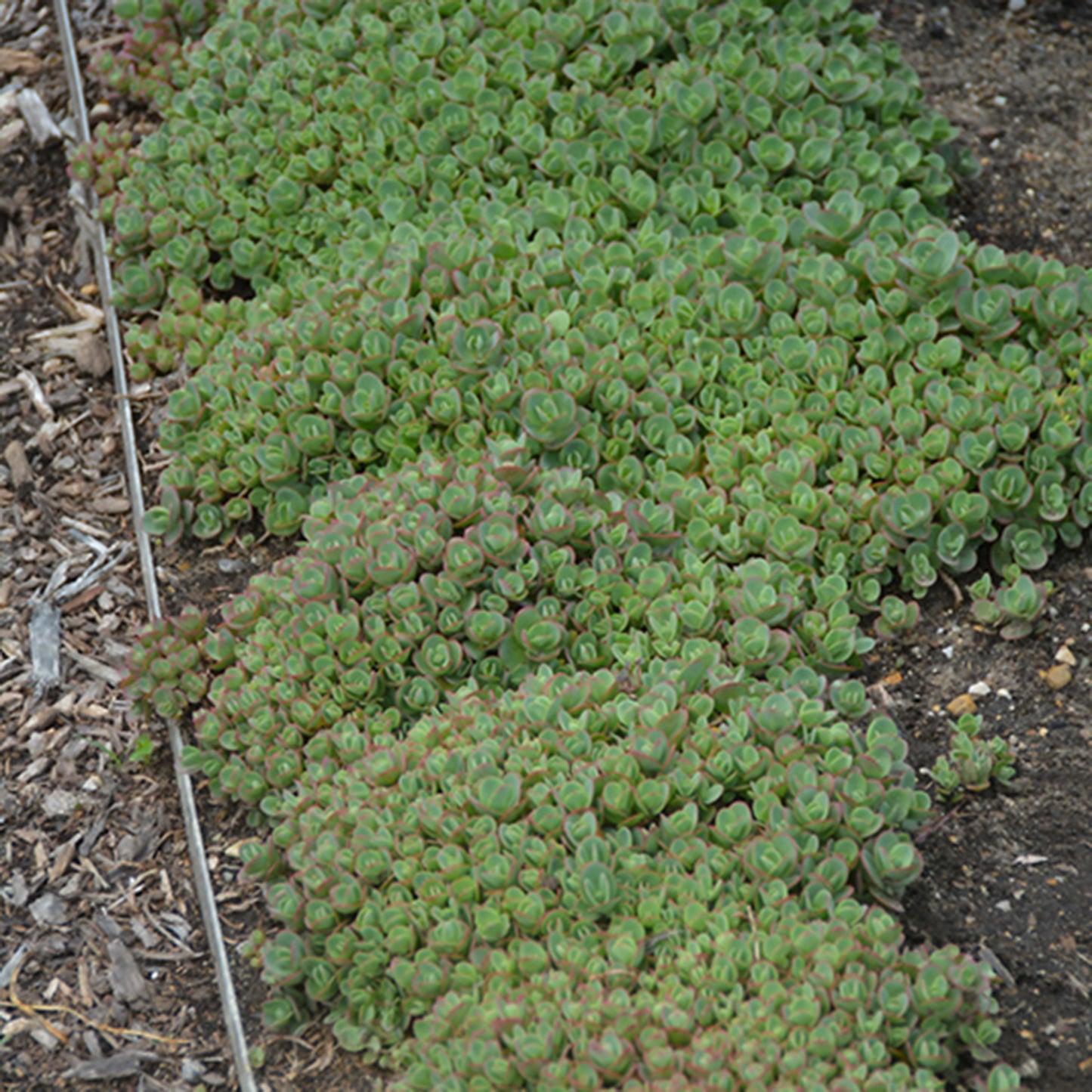 Lime Zinger Sedum