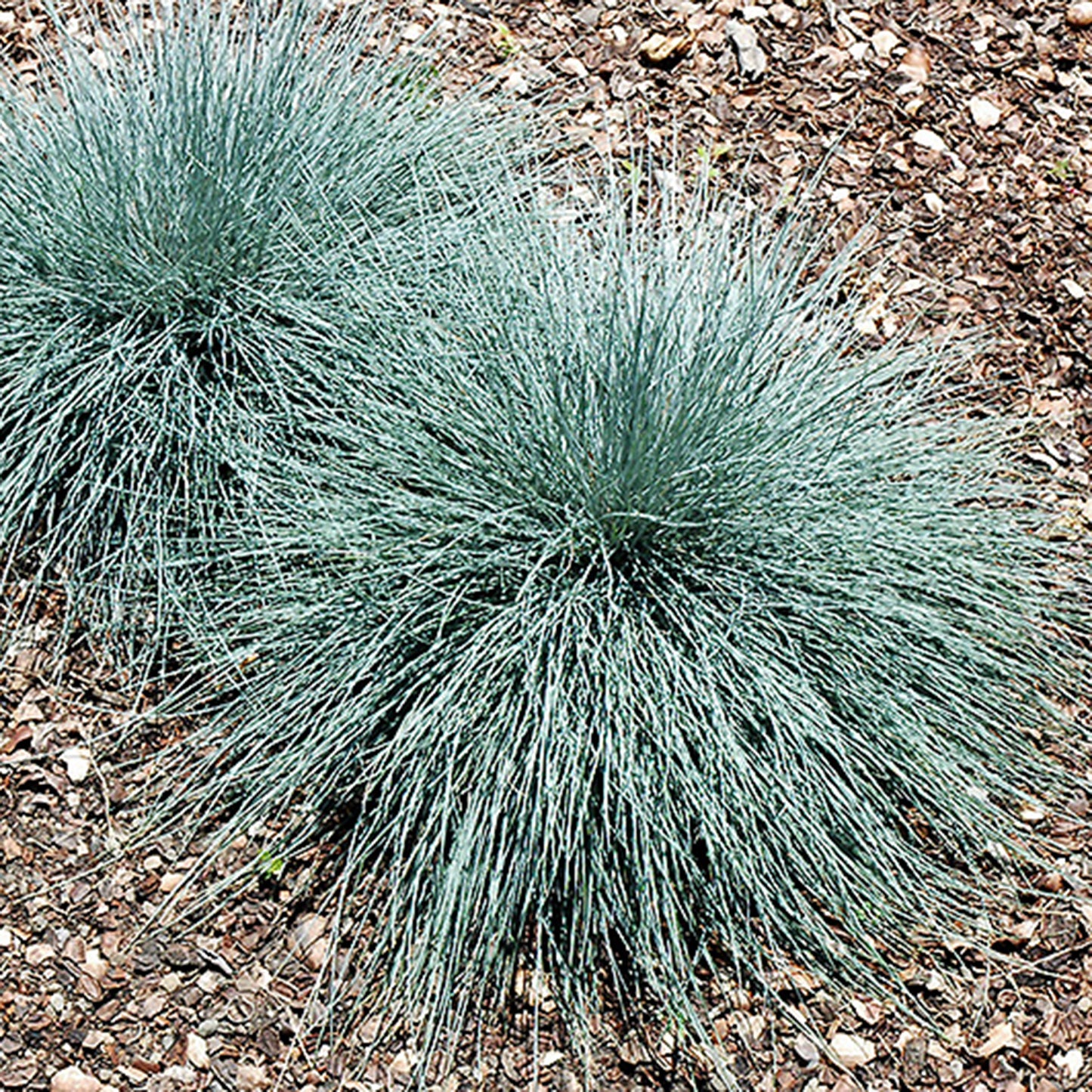 Beyond Blue Fescue