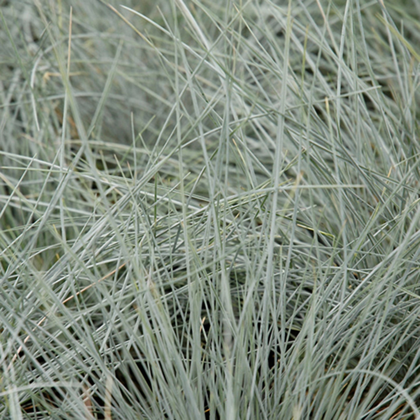 Beyond Blue Fescue