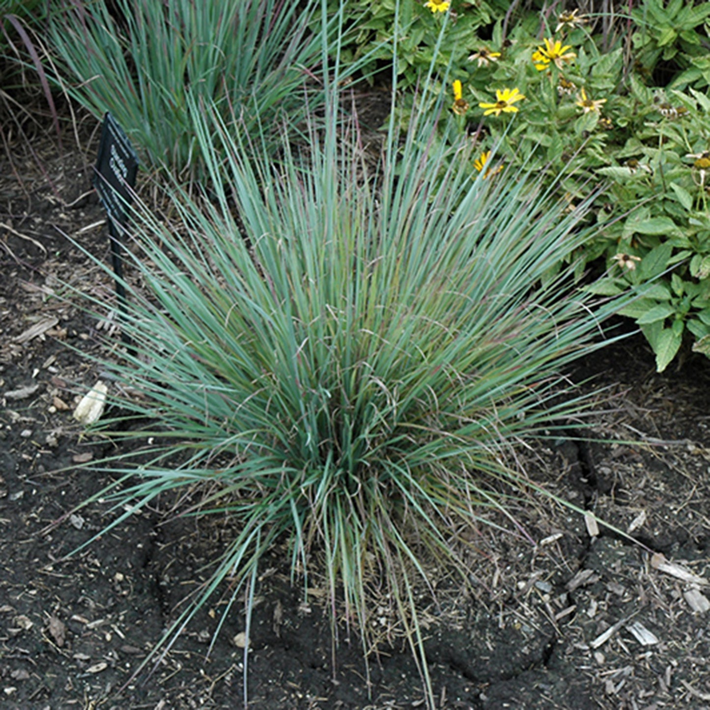 Standing Ovation Upright Little Bluestem