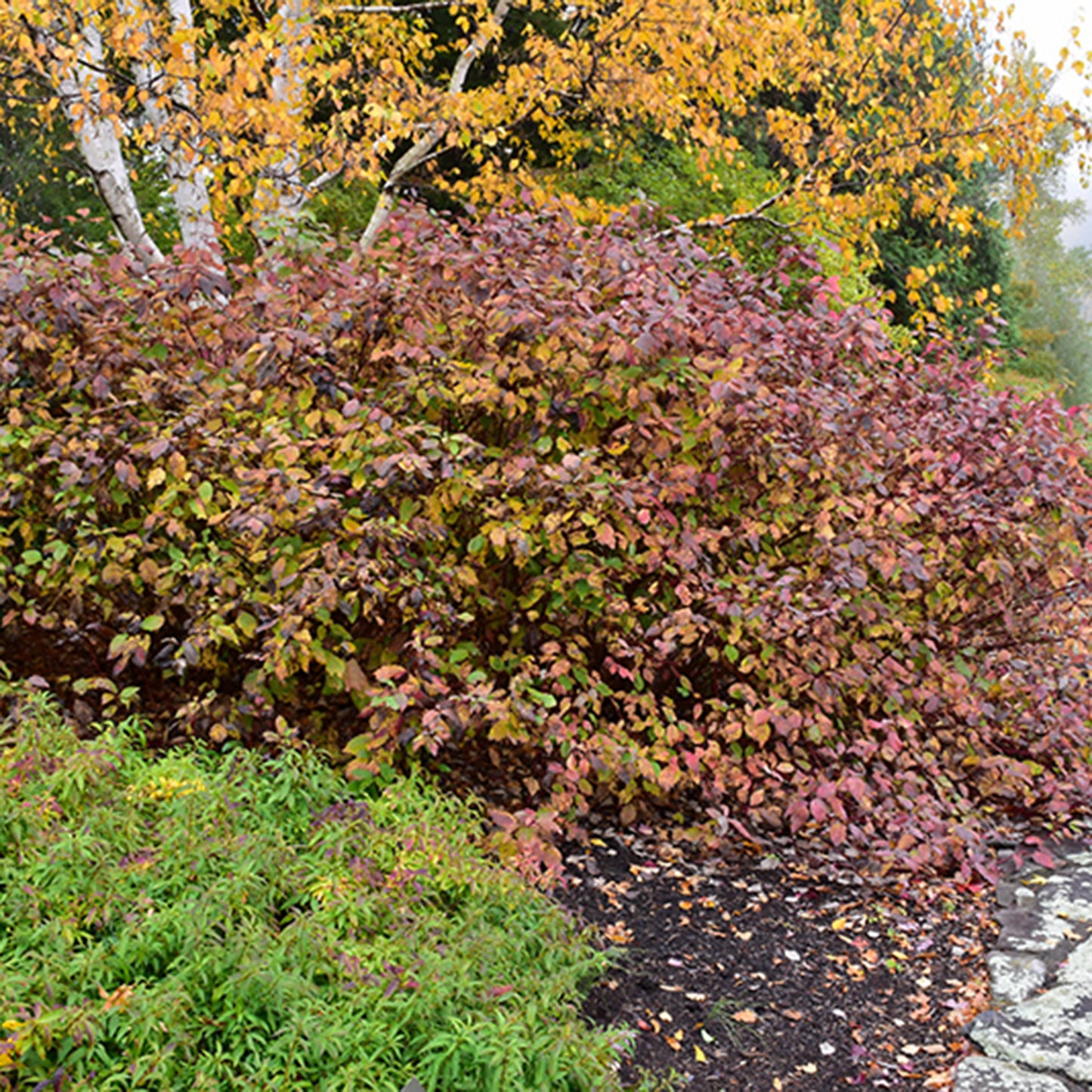 Bailey Red Twig Dogwood