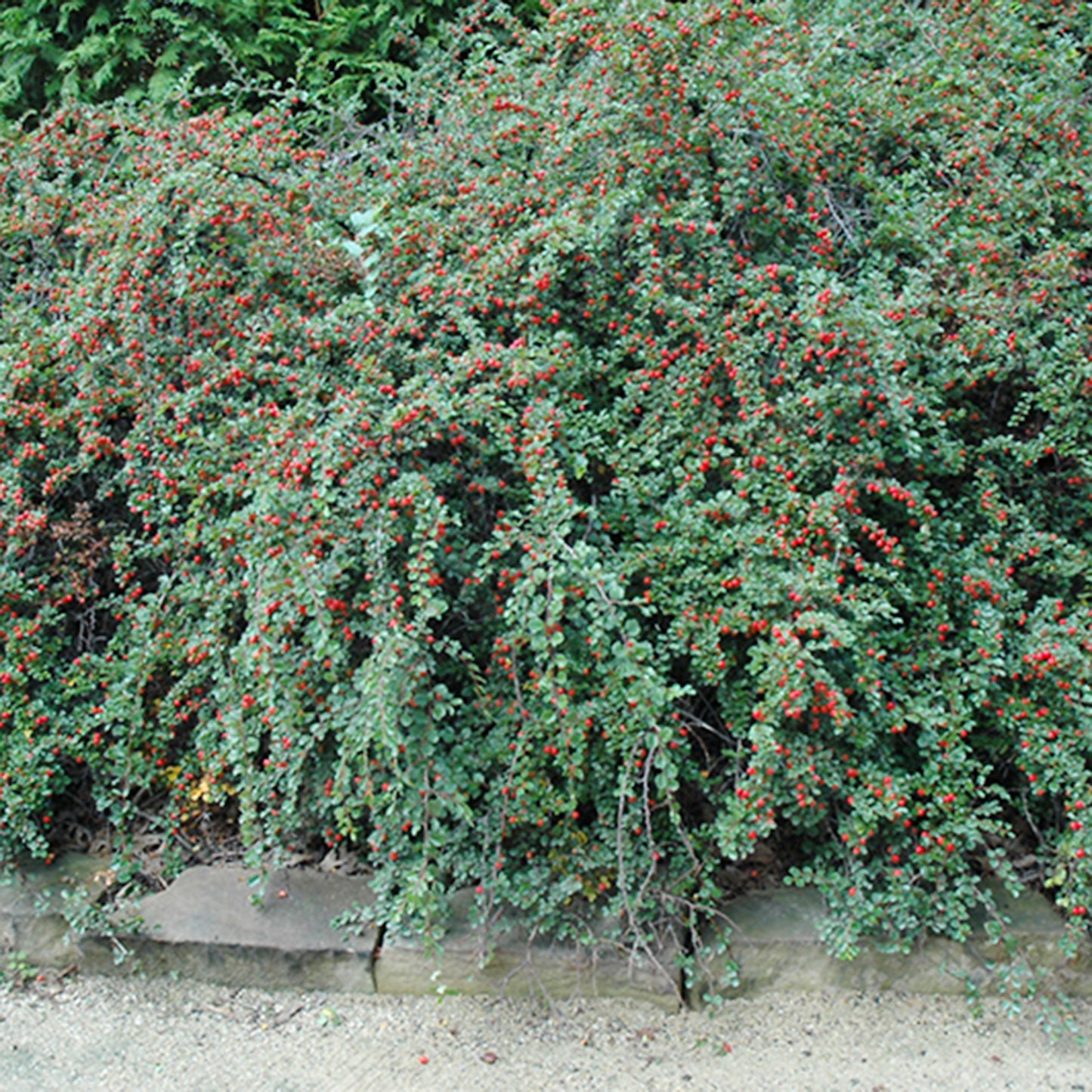 Cranberry Cotoneaster