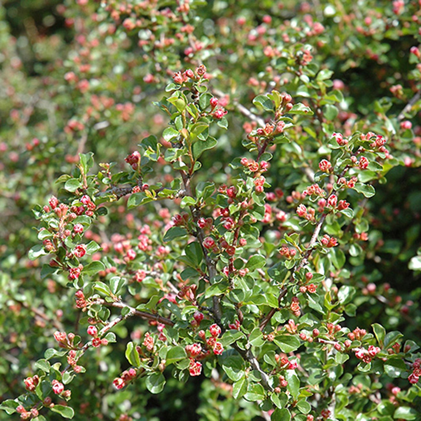 Cranberry Cotoneaster