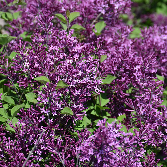 Bloomerang Dark Purple Lilac