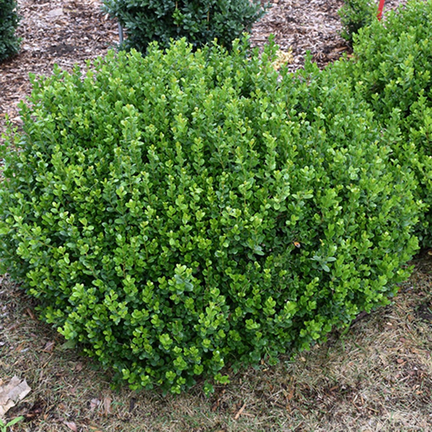 Sprinter Boxwood