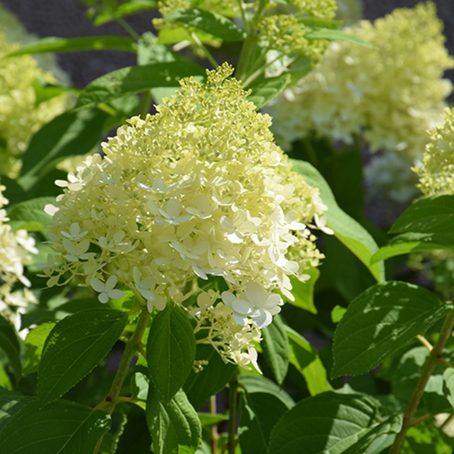 Limelight Hydrangea