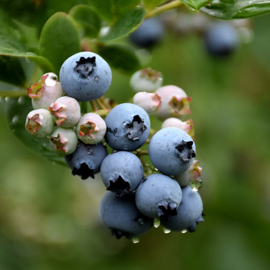 Duke Blueberry