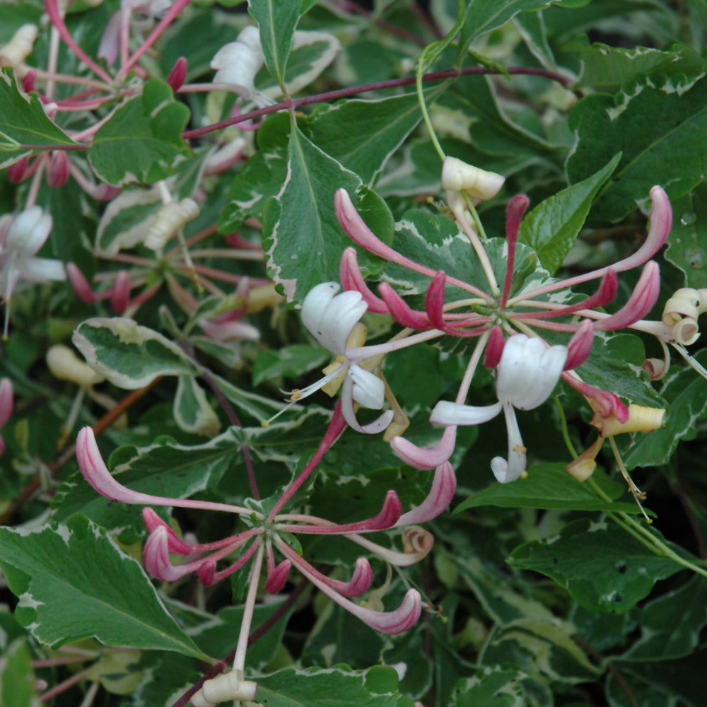 Harlequin Honeysuckle