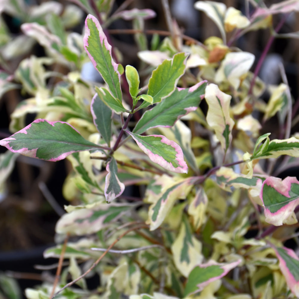 Harlequin Honeysuckle