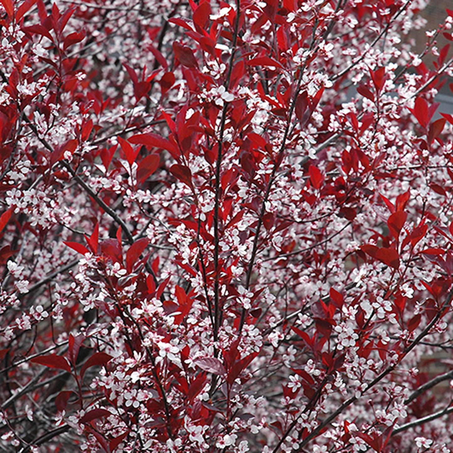 Purpleleaf Sandcherry