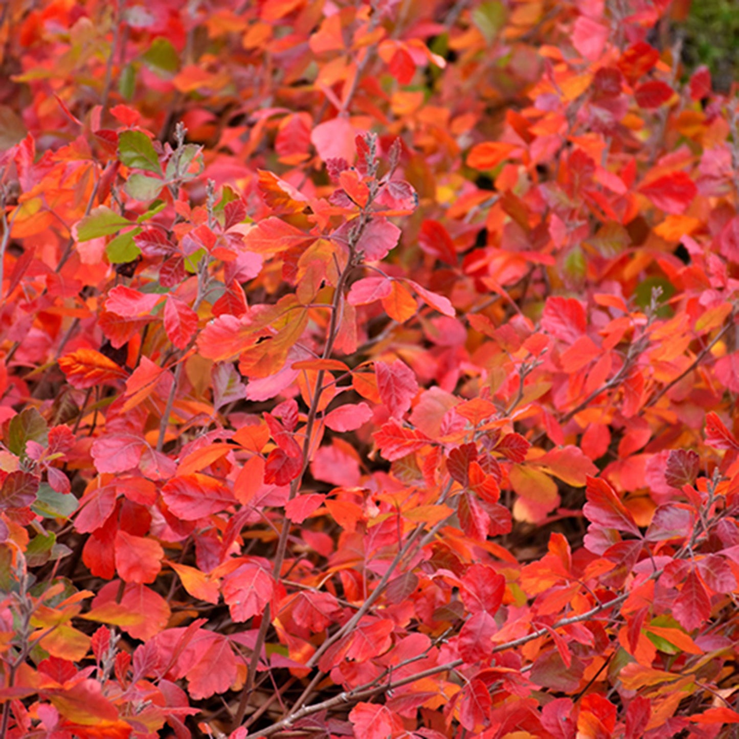 Fragrant Gro Low Sumac