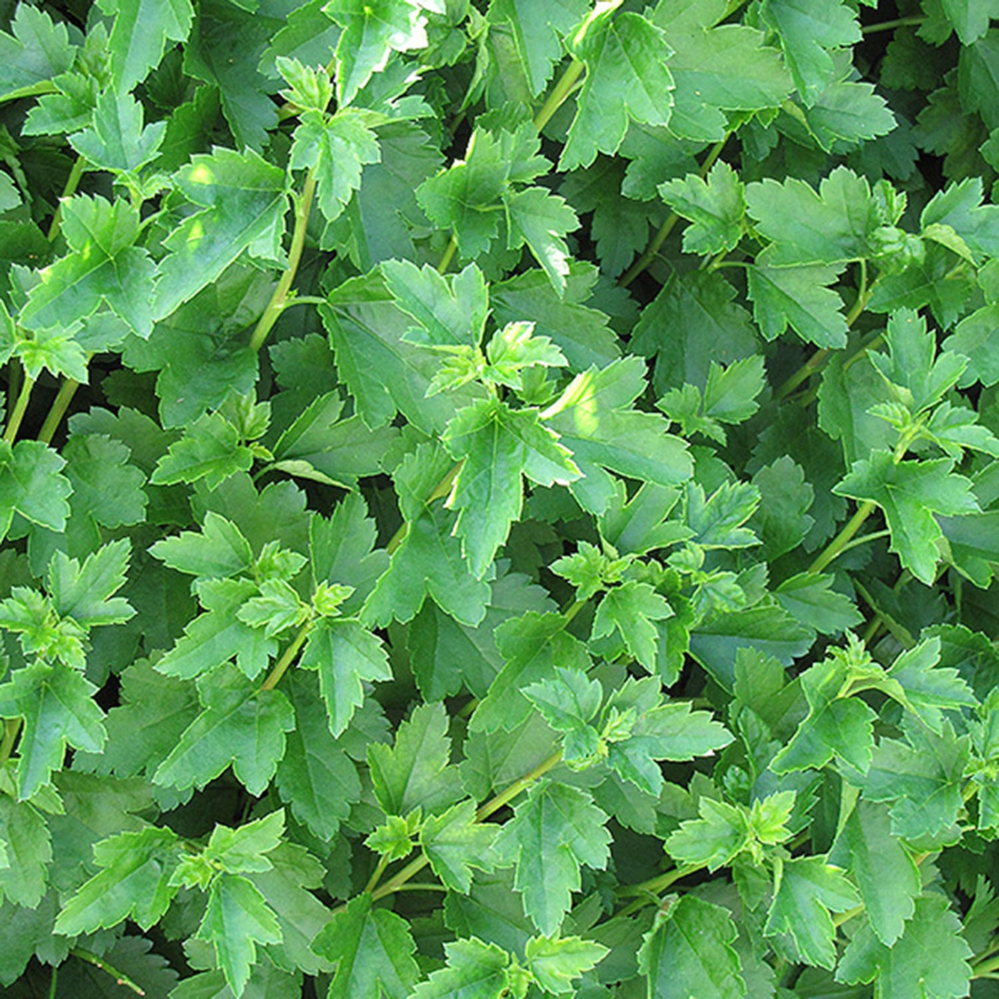 Alpine Currant