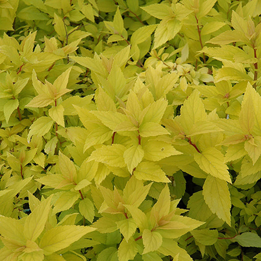 Gold Mound Spirea