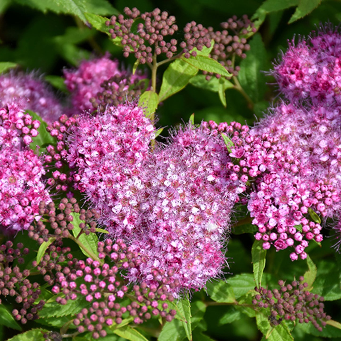 Anthony Waterer Spirea