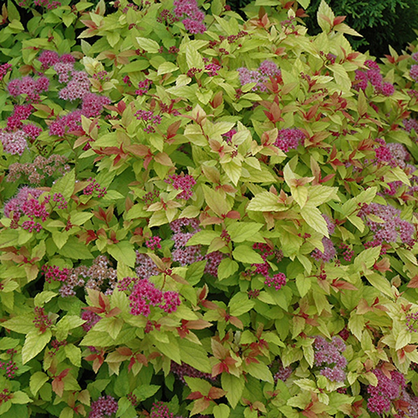 Magic Carpet Spirea