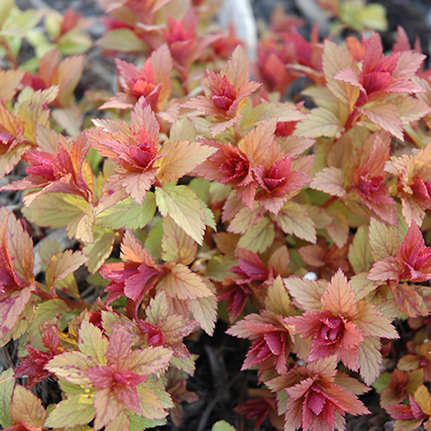 Magic Carpet Spirea