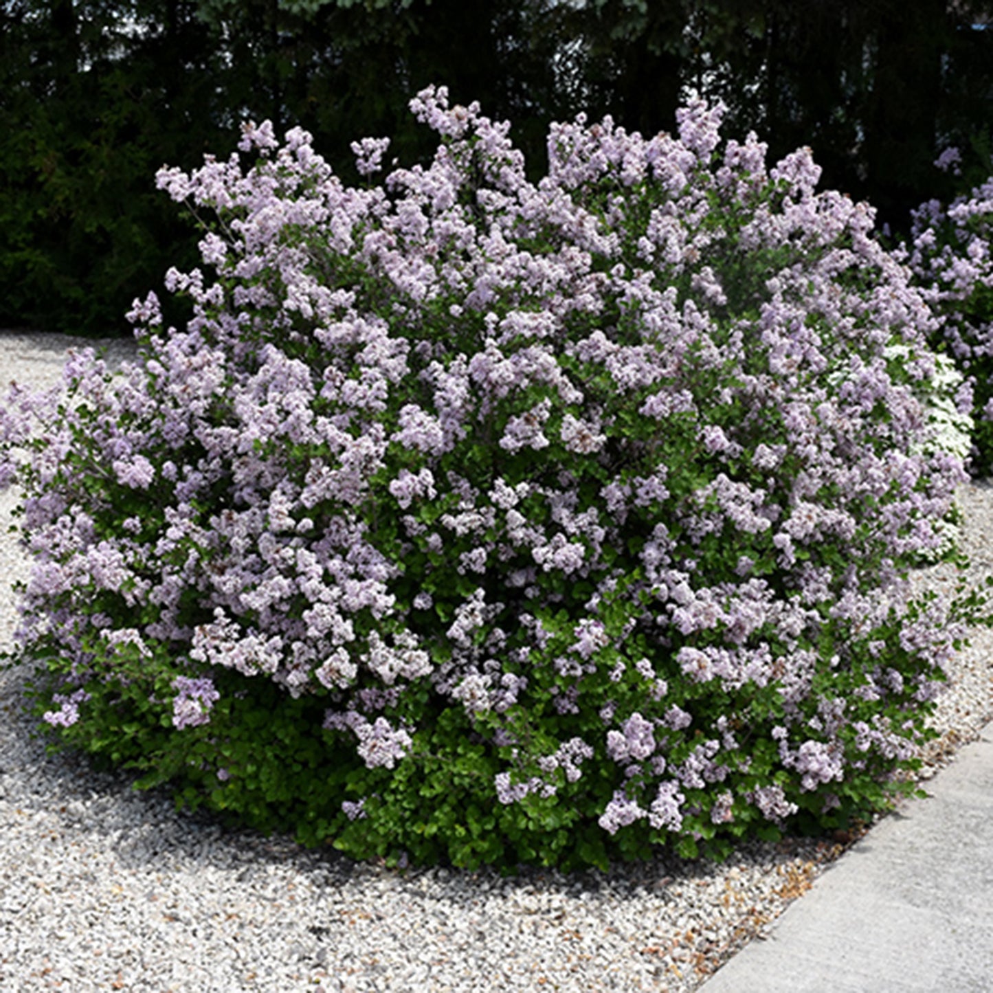 Dwarf Korean Lilac