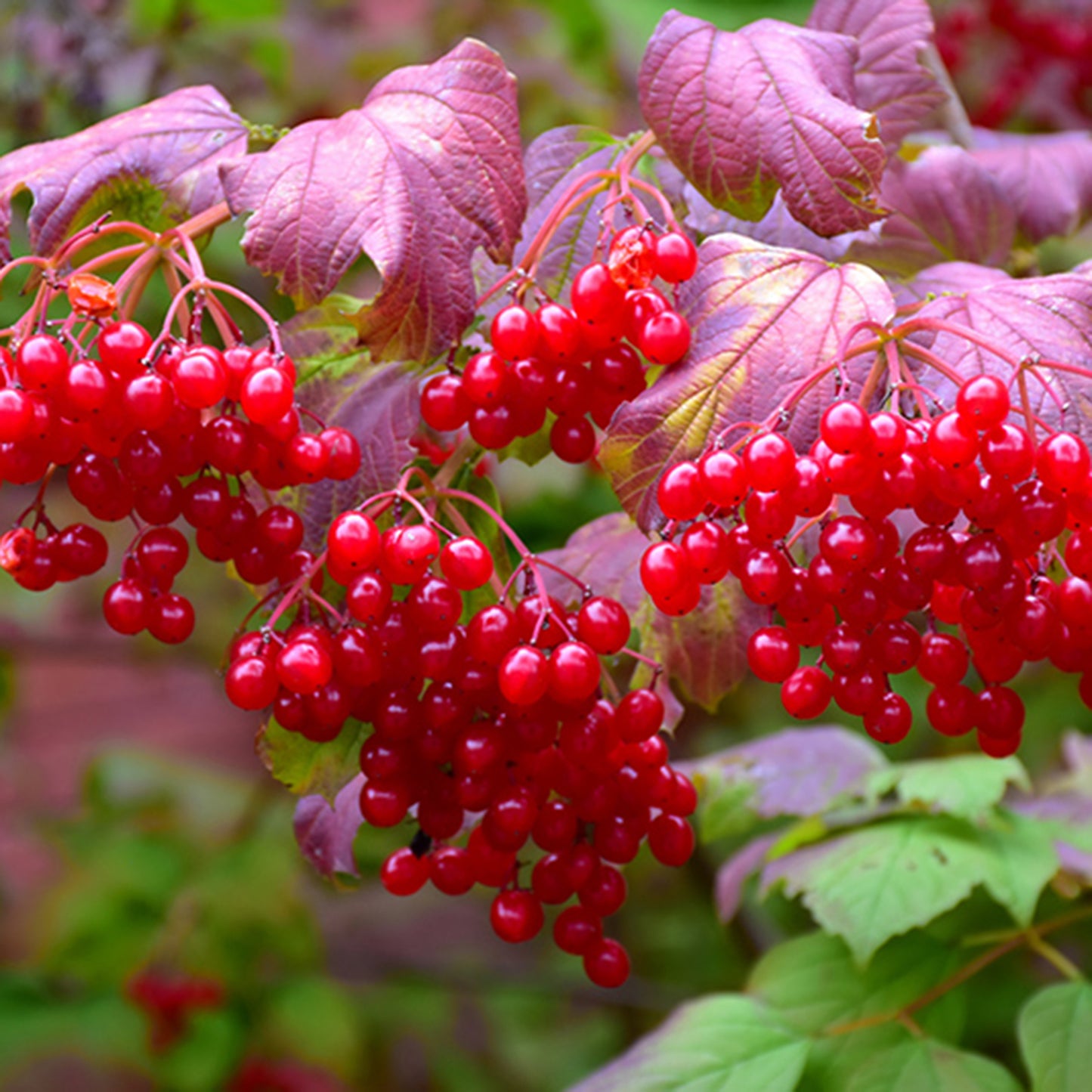 Highbush Cranberry Viburnum