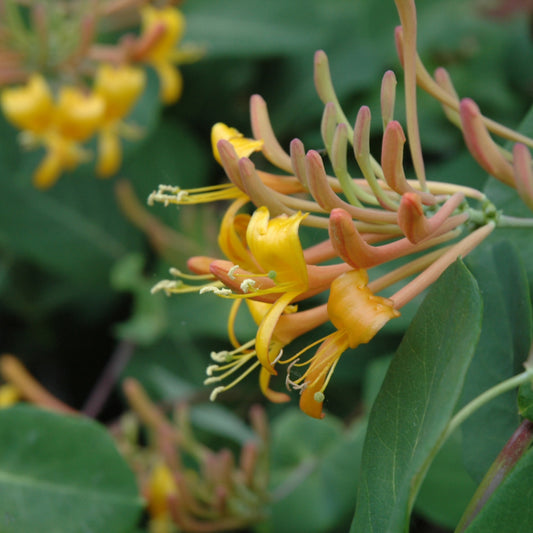 Mandarin Honeysuckle