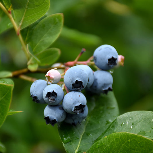 Northcountry Blueberry