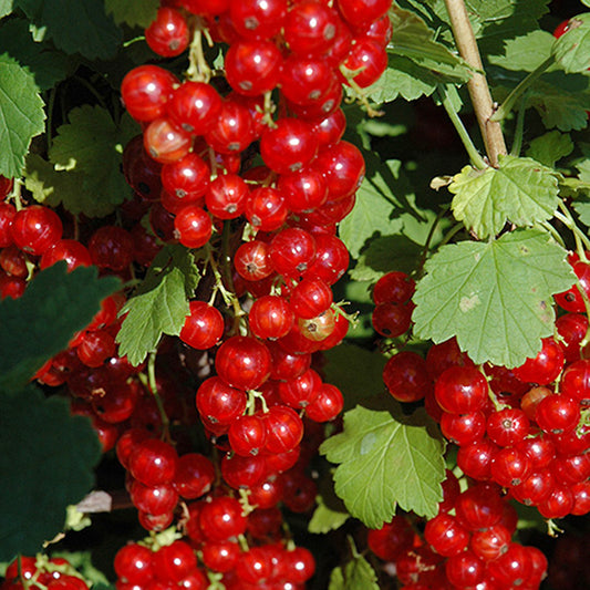 Red Lake Currant