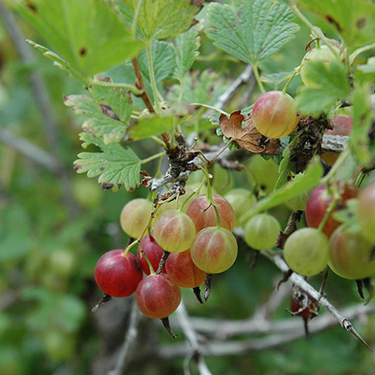 Pixwell Gooseberry