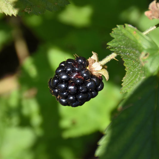 Black Jewel Raspberry