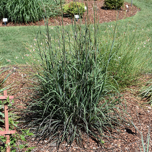 Big Bluestem