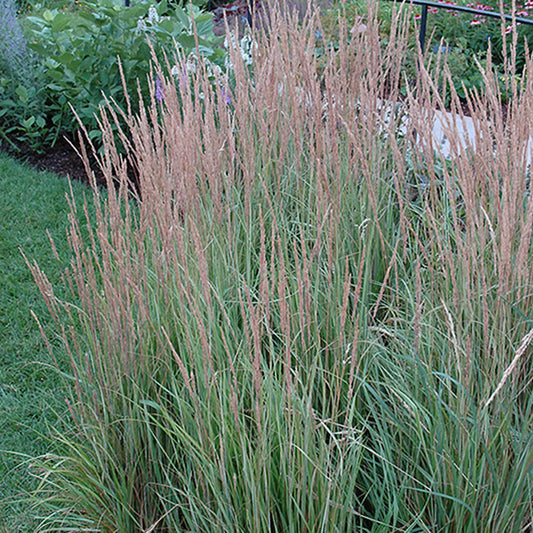 Overdam Variegated Feather Reed Grass